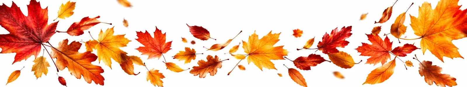 autumn-leaves-web-banner